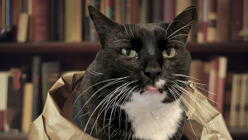Black and white cat in a paper bag with bookshelves in background.